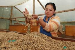 Woman in Ecuador checks on coffee beans drying in a solar dryer