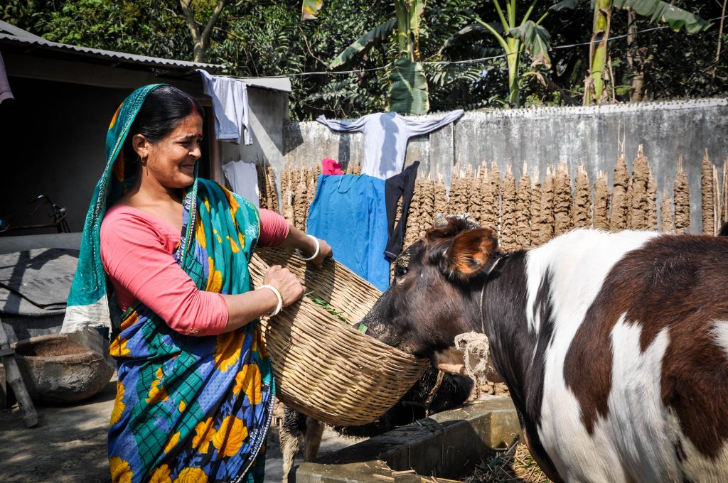 Bangladesh LPIN, woman, livestock