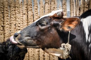 ACDI/VOCA cows in Bangladesh