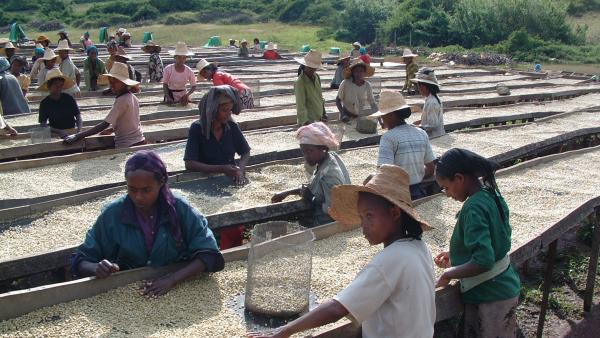 ACDI/VOCA ethiopia agp amde coffee washing station