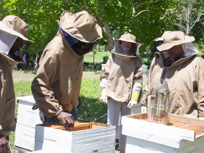 Jamaica Ja REEACH beekeeping