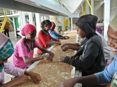 ethiopia AGP AMDe women sorting coffee