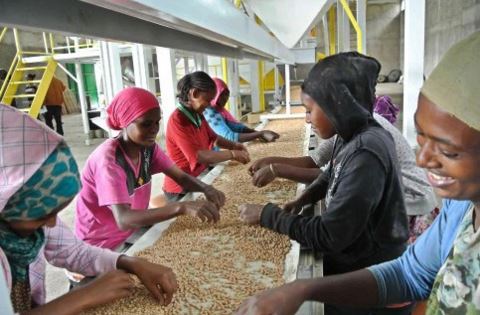 ethiopia AGP AMDe women sorting coffee