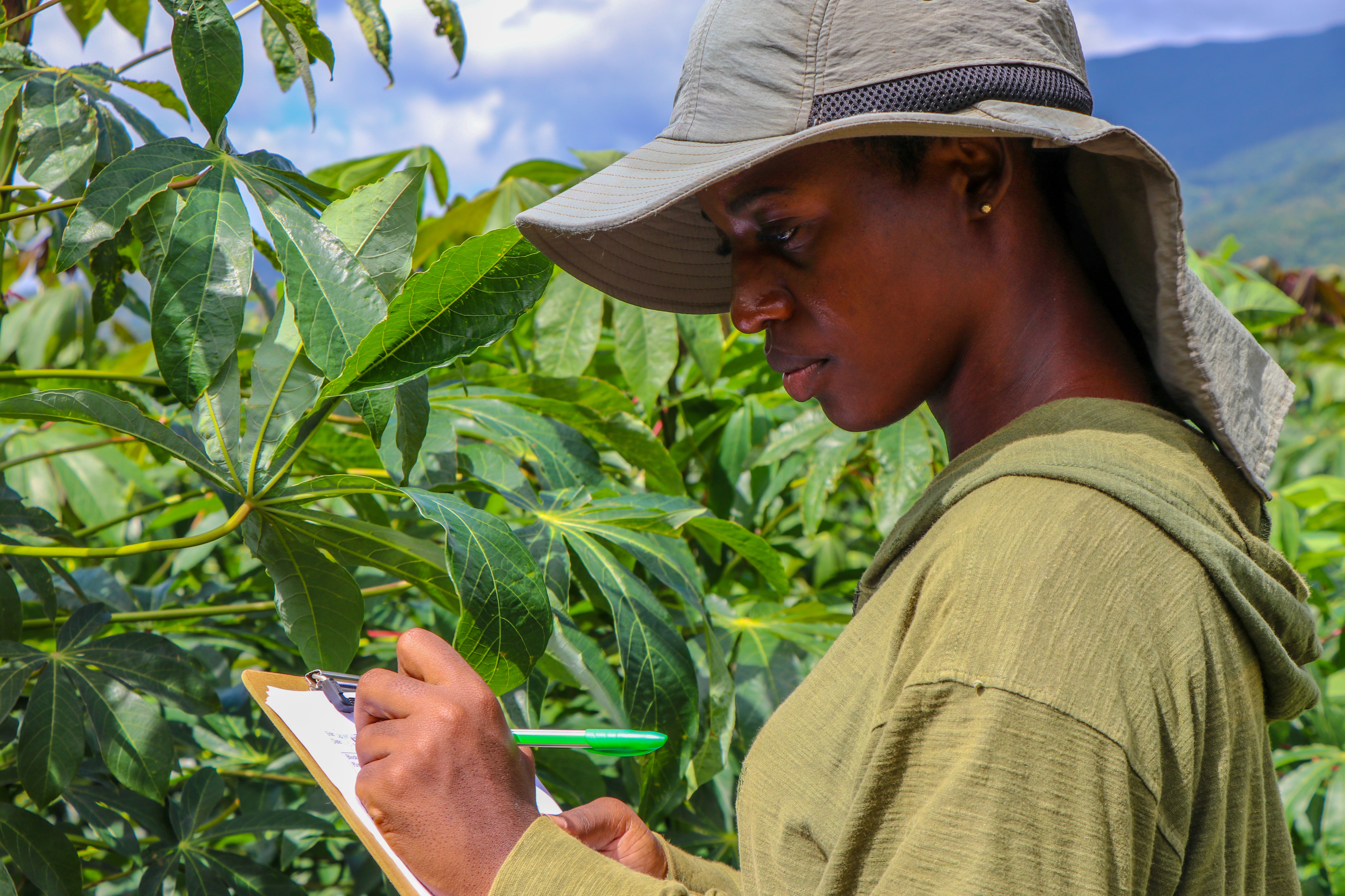 Jamaica Ja REEACH II agriculture