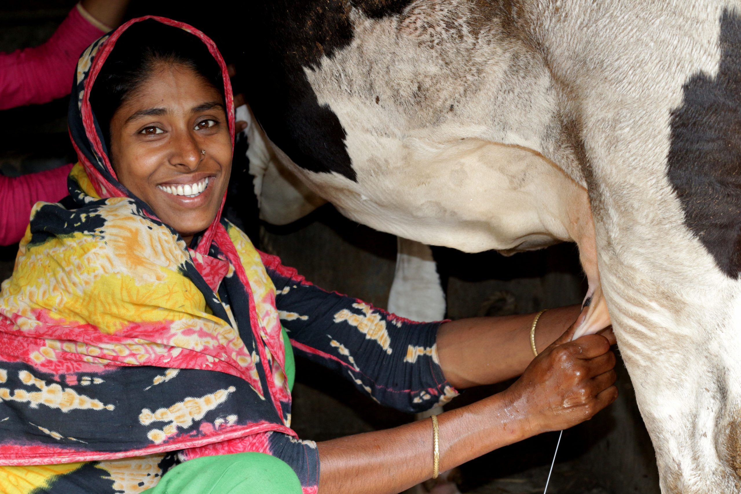 Bangladesh_LPIN_woman milking cow