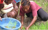 women harvesting