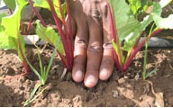 touching soil