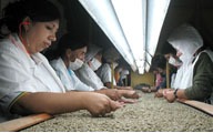 coffee sorting