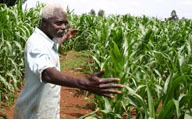 man and his crops