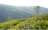 sri lanka hills