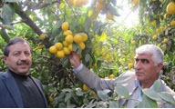 man posing with fruit