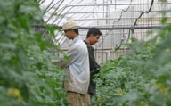 two men taking care of their plants