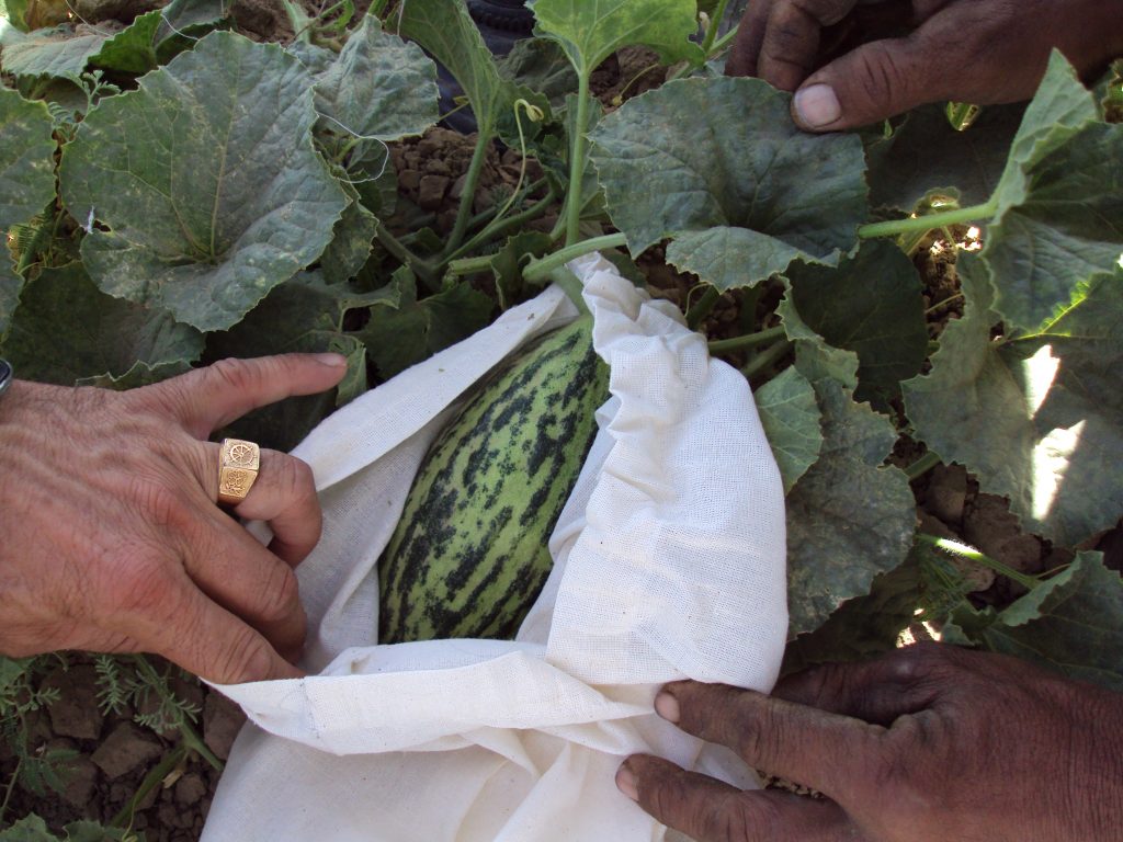 Regional Agricultural Development Program (RADP-N) - ACDI/VOCA