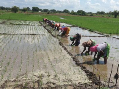 Farmers transplanting rice seedlings into Urea deep placement trial at Dakawa, Tanzania