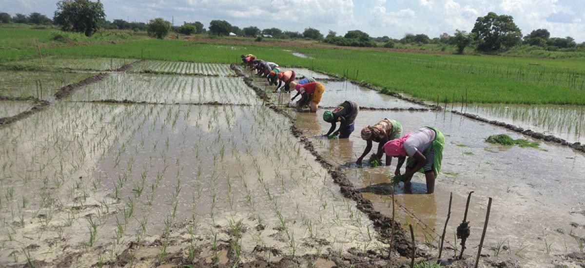 Farmers transplanting rice seedlings into Urea deep placement trial at Dakawa, Tanzania