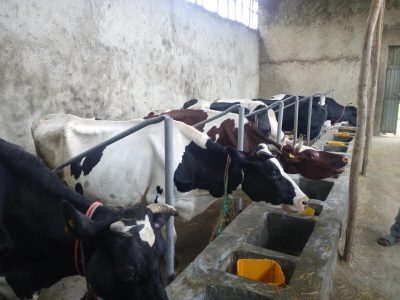 Ethiopia FEED II cows