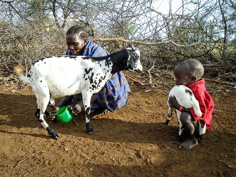 Uganda RWANU Logiel Rose milks a goat
