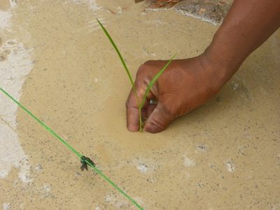 Mali CVC rice plant