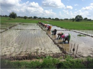 Tanzania NAFAKA Farmers transplanting rice seedlings