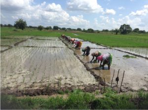 Tanzania NAFAKA Farmers transplanting rice seedlings