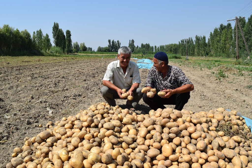 Kyrgyzstan AgroHorizon potato farmers