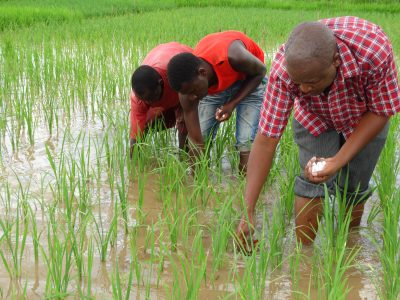 Tanzania NAFAKA fertilizer rollout