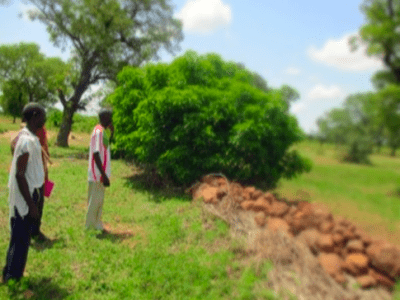 Mali CVC farmers combatting erosion
