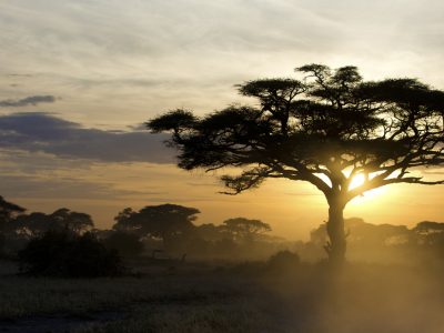 Kenya AIIM-Assist Landscape