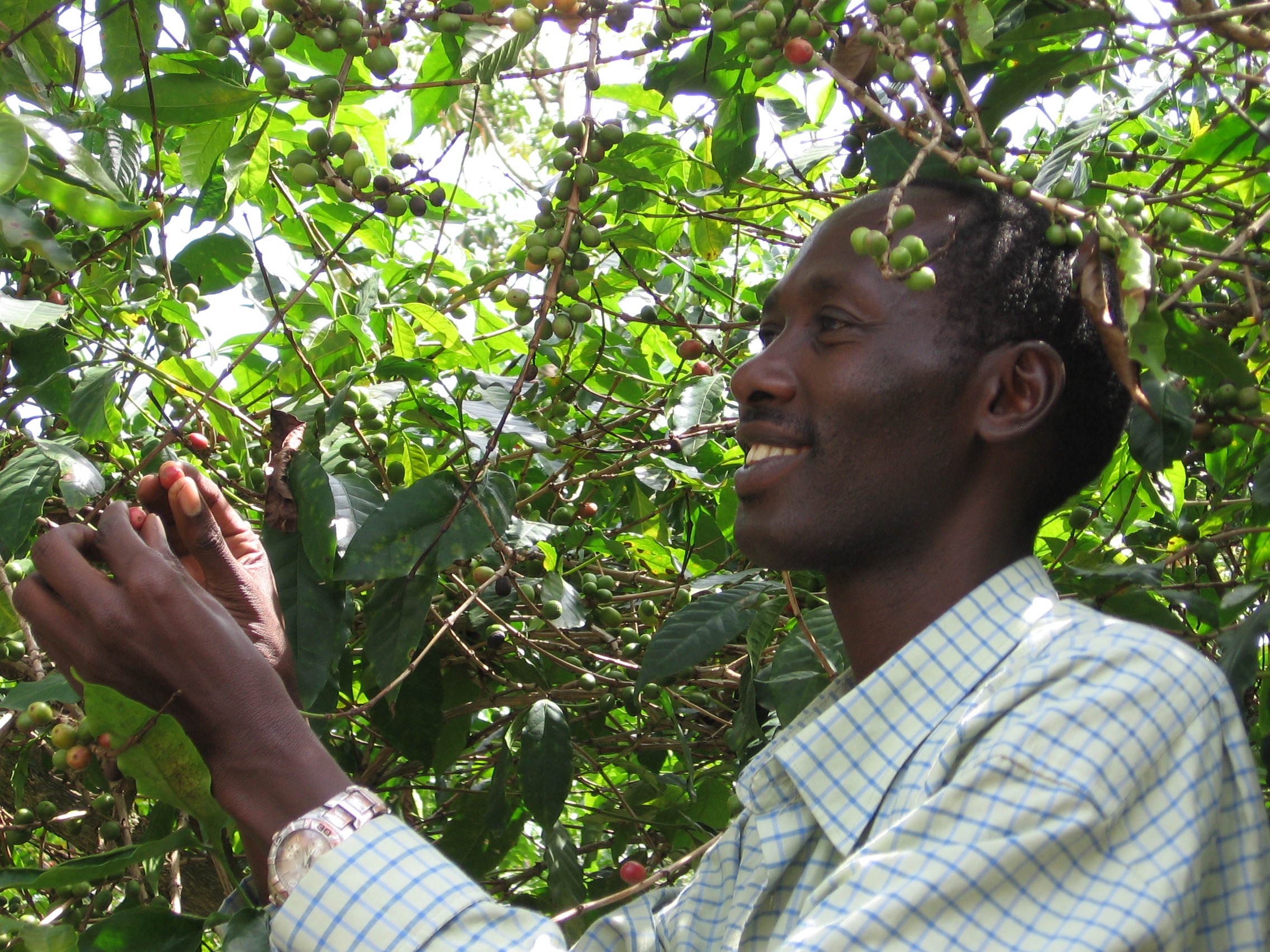 Man picking cherries off of a coffee tree in East Africa