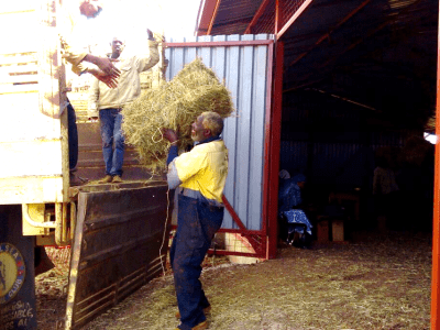 Kenya Regal Ag Man unloading hay