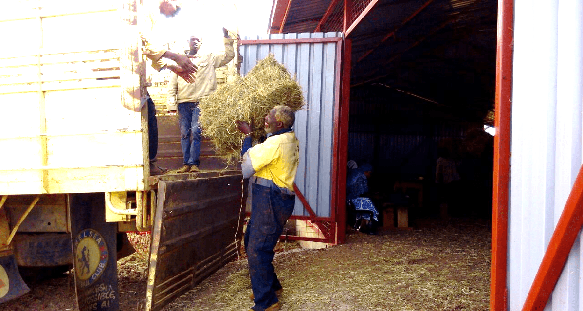 Kenya Regal Ag Man unloading hay