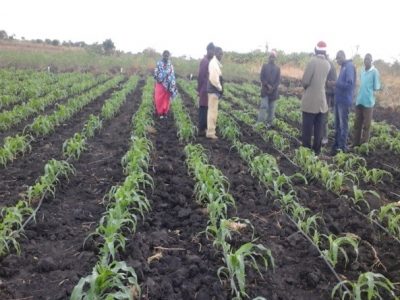 BASF/SEEDCO maize under drip irrigation