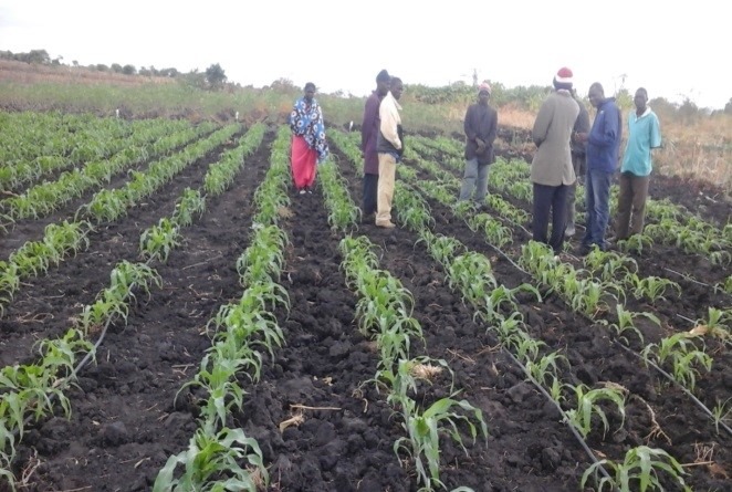 BASF/SEEDCO maize under drip irrigation