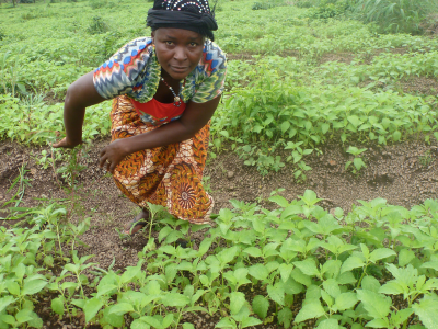 Sierra Leone SNAP female farmer empowered