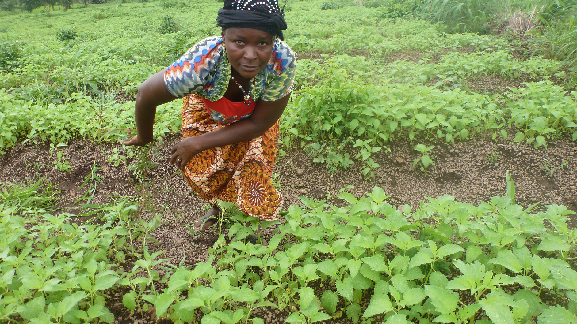 Sierra Leone SNAP female farmer empowered