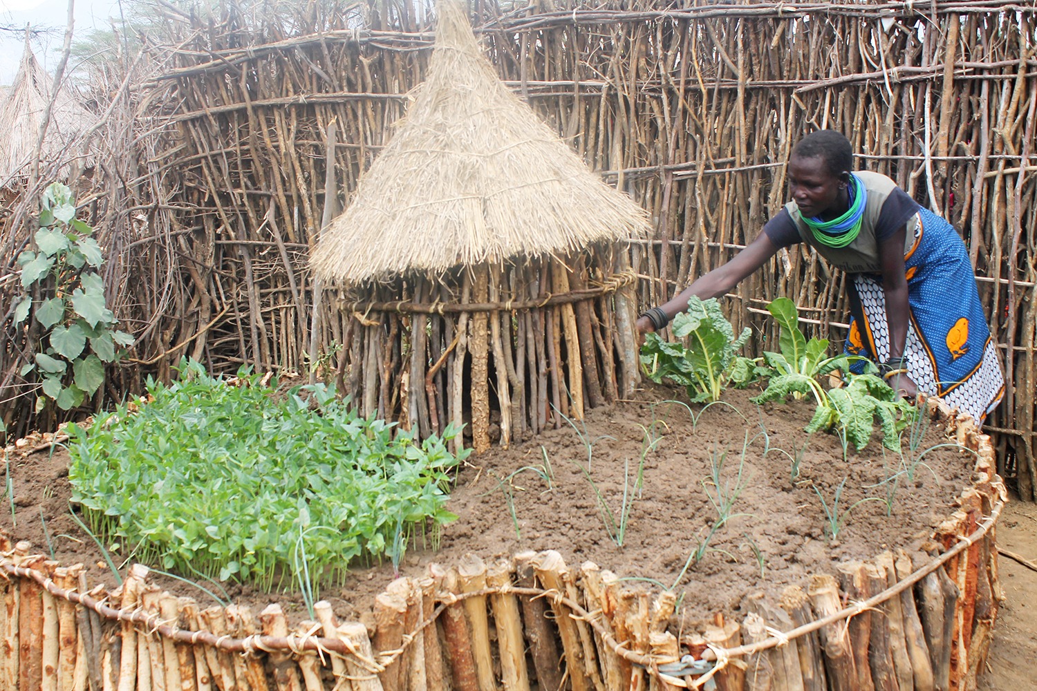 Woman working with keyhole gardens in Uganda