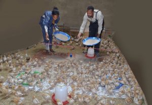 ACDI/VOCA Ethiopia participants feeding flock