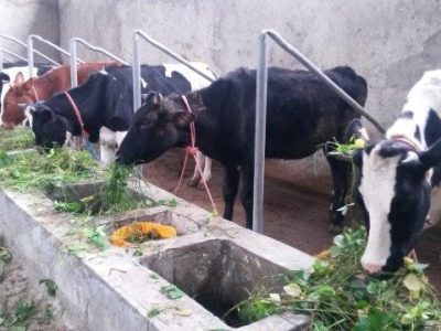 ACDI/VOCA Ethiopia FEED II dairy cows