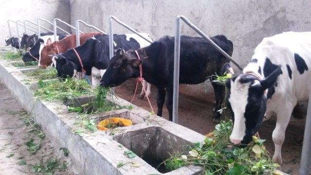 ACDI/VOCA Ethiopia FEED II dairy cows