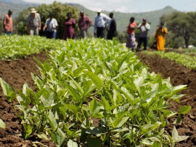 Uganda RWANU Farmer Field Day