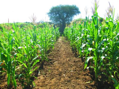 uganda rwanu maize fields