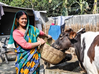 ACDI/VOCA Bangladesh project participant feeding cows