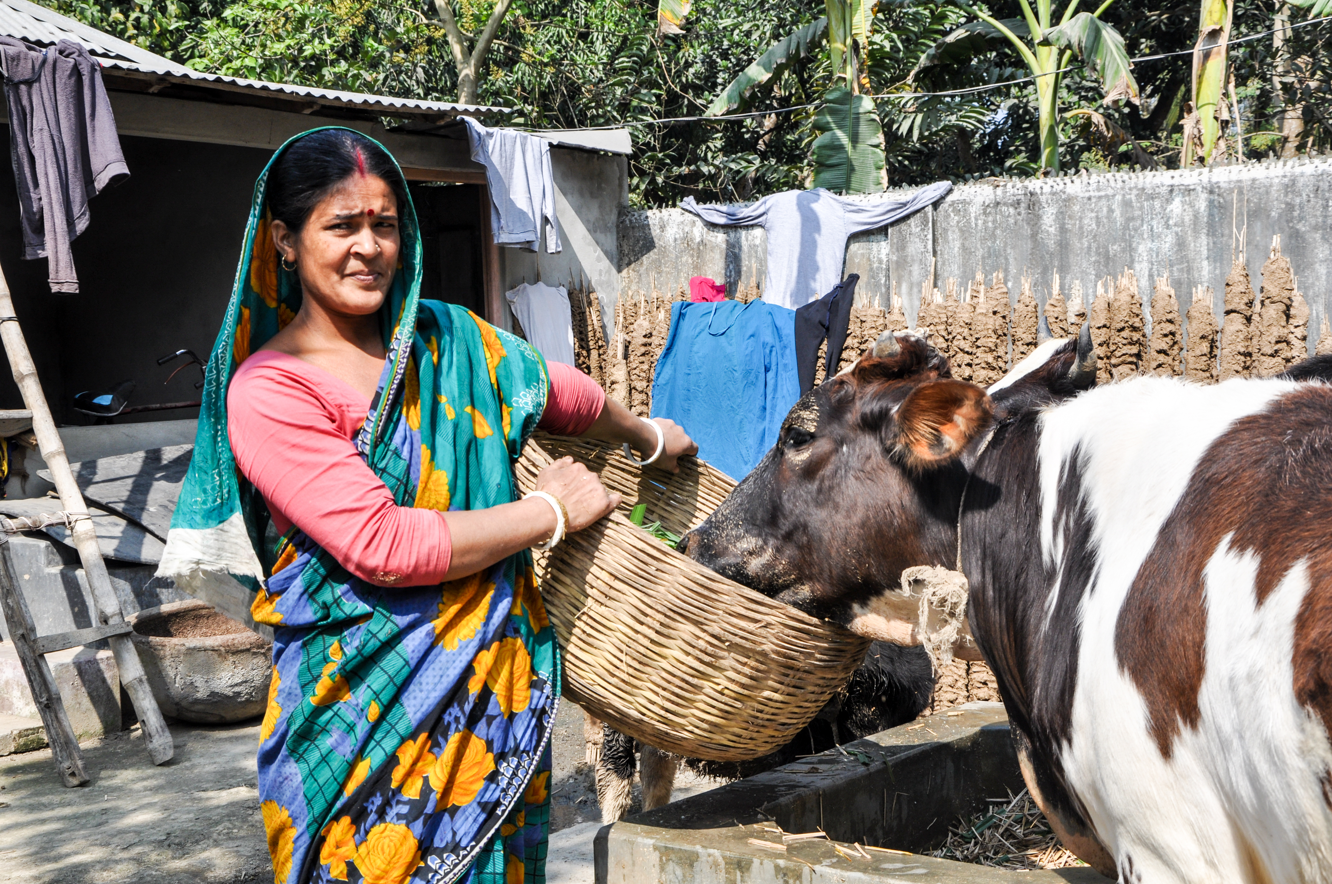 ACDI/VOCA Bangladesh project participant feeding cows