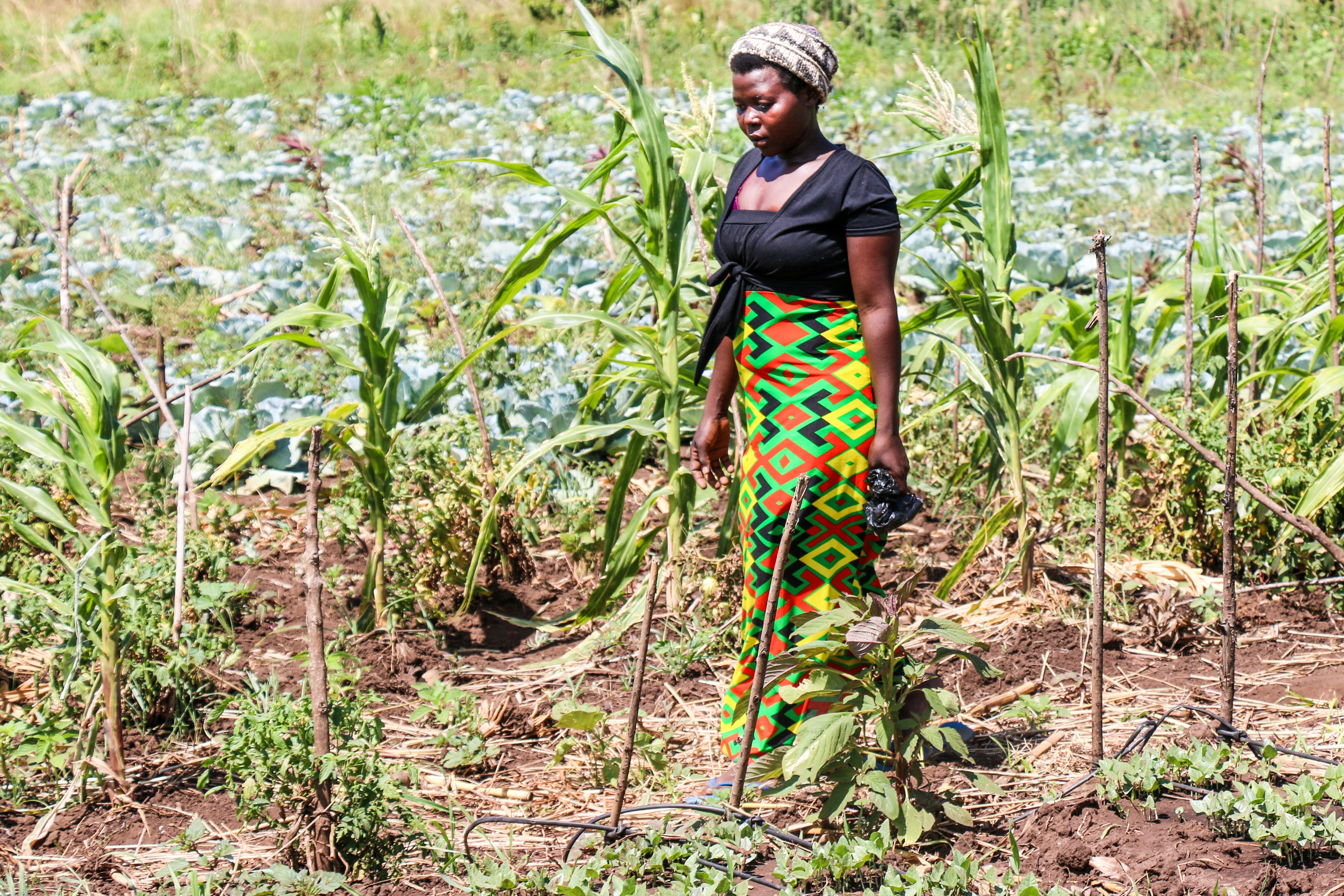 Young woman in agriculture field on USAID-funded ACDI/VOCA Uganda RWANU project