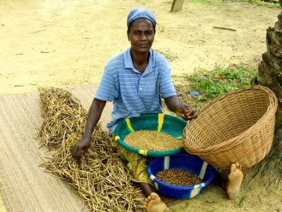 ACDI/VOCA USAID Liberia cowpea shelling