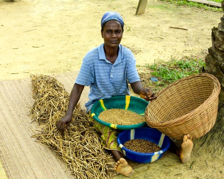 ACDI/VOCA USAID Liberia cowpea shelling