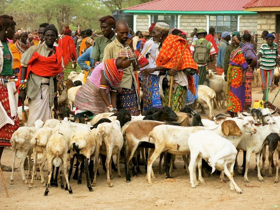 ACDI/VOCA USAID Kenya Regal Ag livestock
