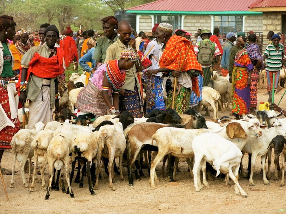 ACDI/VOCA USAID Kenya Regal Ag livestock