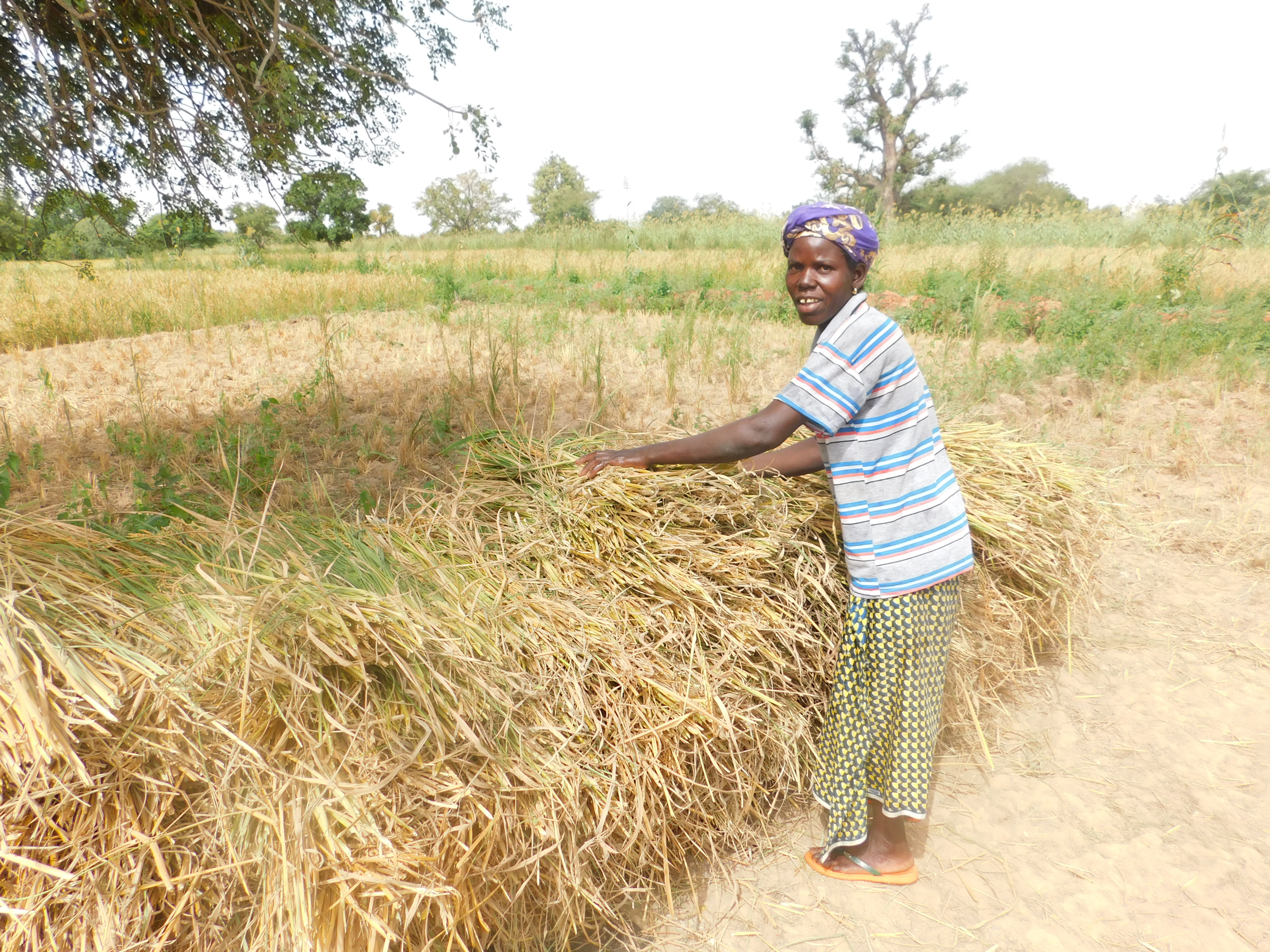 ACDI/VOCA USAID Burkina Faso rice farmer