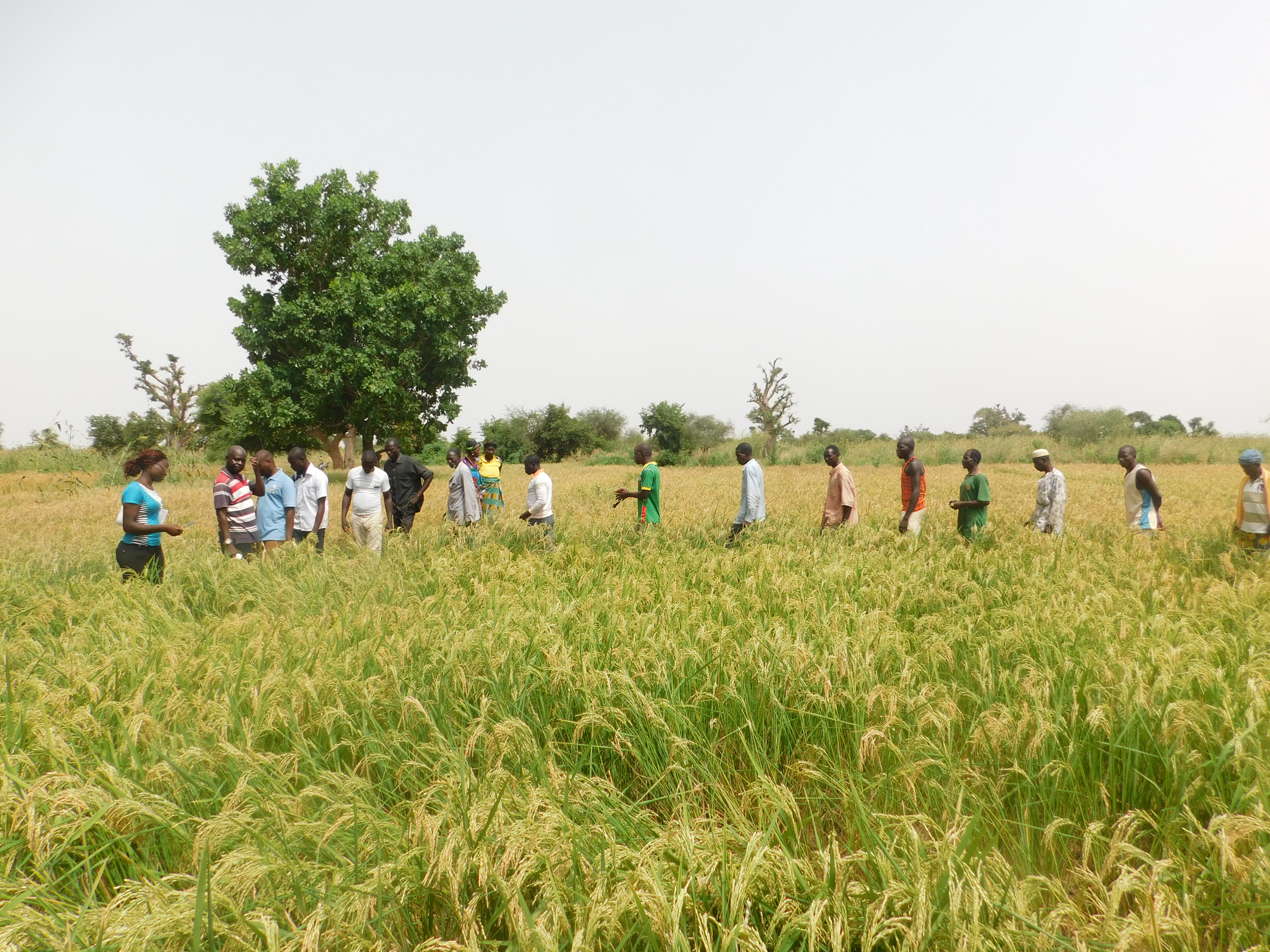 ACDI/VOCA USAID Burkina Faso project participants in field